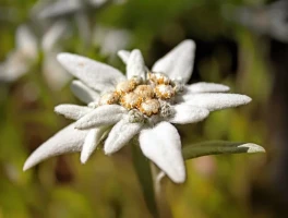 Edelweiss: Is It a Flower, a Song, or Just a Marketing Ploy?
