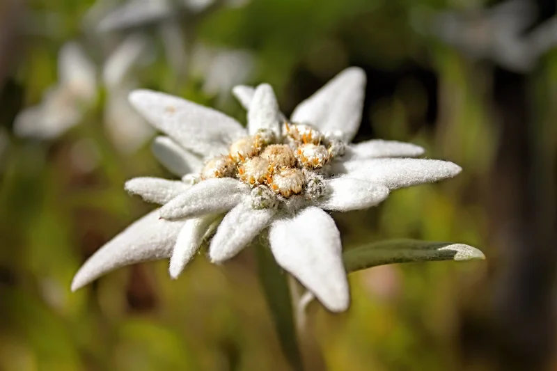 Edelweiss: Is It a Flower, a Song, or Just a Marketing Ploy?
